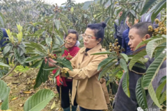 吴格娥教授与林业学子杨彩兰携手助力革一枇杷，共克病虫害难题