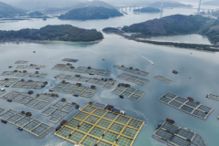 一条好鲈鱼的匠心锤炼：半天妖严守质价比，让消费者“吃得放心，吃得安心”