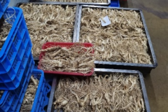 “参”生不息——广药大师生助力功效化妆品原料全新“中国方案”