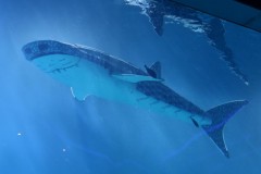 黑科技！深圳小梅沙海洋世界机甲鲸鲨3.0  科技融合海洋文化