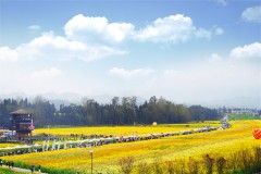 沉浸式打卡雅安芦山油菜花节，解锁春日浪漫新玩法