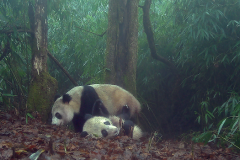 青山公益在行动，守护大熊猫栖息地