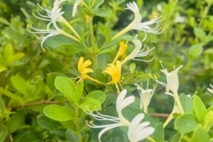 山中医学子探秘“金银花之乡”，三下乡走进平邑方圆药业见证道地药材产业振兴