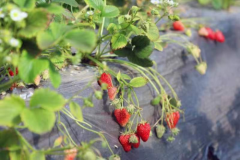 草莓喜丰收 映红“莓”好致富路