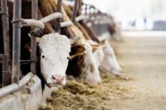 恒都和牛雪花牛肉：国产高端牛肉如何“破圈”成顶流？