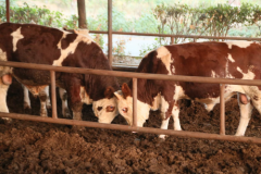 火锅消费升级背后：恒都牛肉以科学育种与数字化管控构建品质壁垒