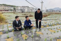 护航春耕备耕 农行马山支行以金融之力赋能特色产业