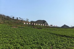 靖西市南坡乡：党建赋能启新篇，特色产业筑富路