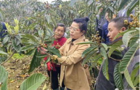 吴格娥教授与林业学子杨彩兰携手助力革一枇杷，共克病虫害难题
