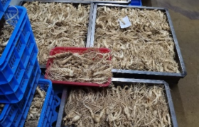 “参”生不息——广药大师生助力功效化妆品原料全新“中国方案”