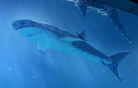 黑科技！深圳小梅沙海洋世界机甲鲸鲨3.0  科技融合海洋文化