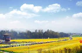 沉浸式打卡雅安芦山油菜花节，解锁春日浪漫新玩法