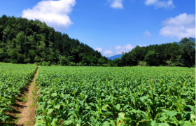 湖北郧西：综合建设“新”欣向荣