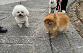 “宠爱同行,绽放芳华” 农发行鱼台县支行开展三八节主题活动