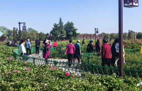 大家人寿济宁中支开展开展牡丹园踏青客户回馈活动