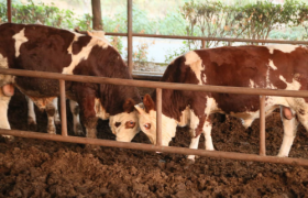 火锅消费升级背后：恒都牛肉以科学育种与数字化管控构建品质壁垒