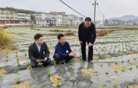 护航春耕备耕 农行马山支行以金融之力赋能特色产业