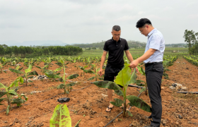 农行广西南宁横州市支行：金融活水精准滴灌 全力护航春耕备耕