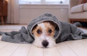 告别冬日养宠焦虑！大金中央空气系统为爱宠打造温暖洁净的家