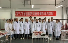 西昌学院扎实开展第三次全国畜禽遗传资源普查美姑山羊性能测定工作