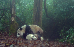 青山公益在行动，守护大熊猫栖息地