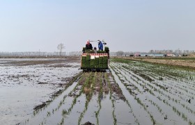 北大荒农业股份七星分公司水稻插秧高标准 千里沃野披“绿装”